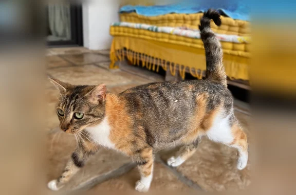 Chat trouvé Auterive, photo: Chat trouvé, femelle, Chemin de Monplaisir, 3, Auterive - jeune chatte isabelle