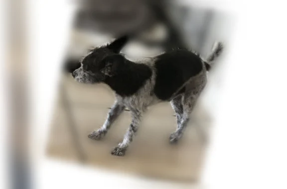 Lost dog, East Sanderling Stre...