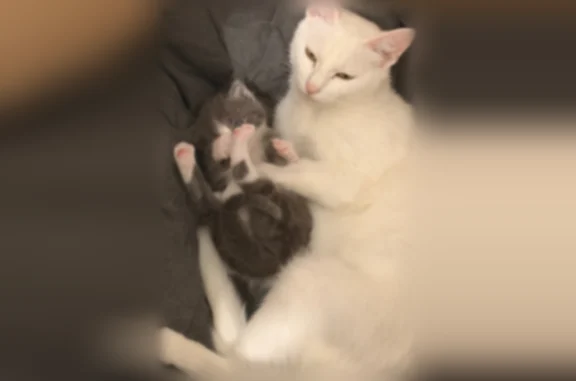 Chat perdu, femelle, Mieuxcé, Le Mans - poil court, yeux dorés - photo