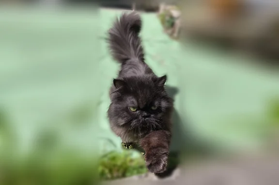 Chat perdu, Paris, photo: Chat perdu mâle, Grand Rue, 24, Gibeaumeix, Paris - persan smoke