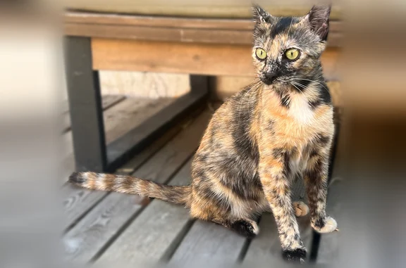 Animaux perdus Lunel, photo: Chat trouvé, Rue Vivaldi, 96, Lunel - femelle