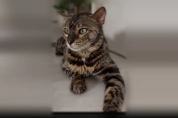 Animaux perdus Pont-sur-Sambre, photo: Chat perdu mâle, D 107, Vieux-Mesnil, Pont-sur-Sambre - gris marron, tache blanche au cou