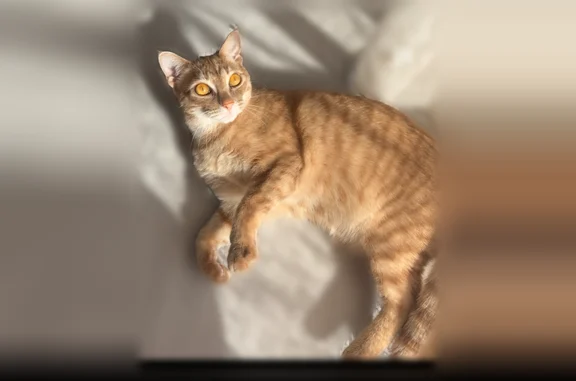 Animaux perdus Lyon, photo: Chat perdu mâle, Lyon