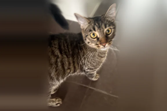 Chat perdu, Nantes, photo: Chat perdu mâle, Rue de la Planche au Gué, 46, Nantes - tigré européen