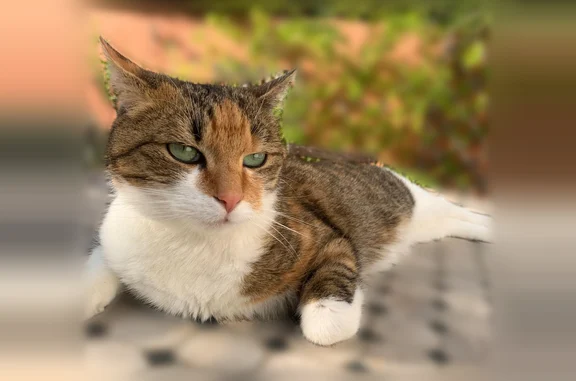 Animaux perdus Montpellier, photo: Chat perdu, Rue de la Bandido, Montpellier - femelle, malade