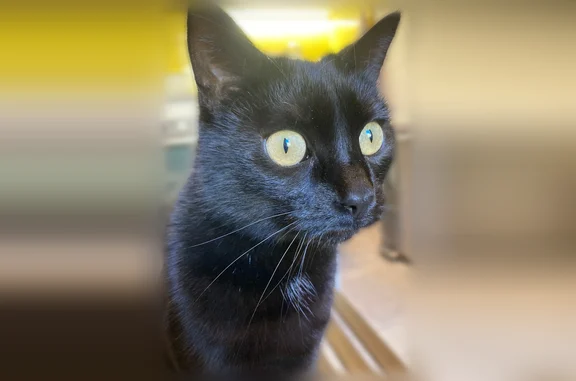 Chat perdu, Place du Mandarous, 8, Millau - femelle, petite taille - photo