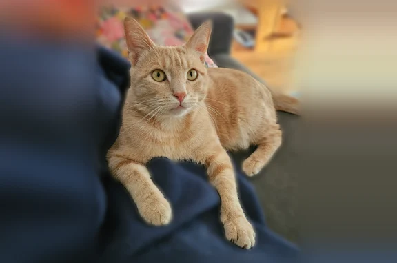 Chat perdu, Paris, photo: Chat perdu mâle, Rue le Huérou, Rennes - roux/crème, pucé