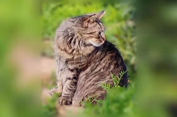 Lost cat, Olympic Drive, 14806, Clearlake - male, very long hair - photo