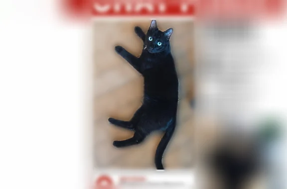 Animaux perdus Sète, photo: Chat perdu mâle, Boulevard Joliot Curie, 17, Sète - collier noir avec tube argenté