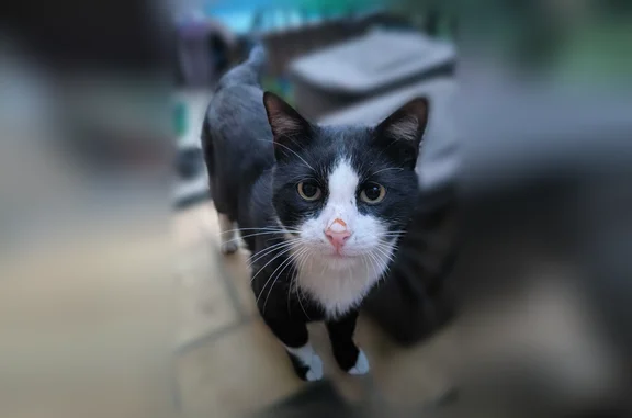 Animaux trouvés Fontenay-sous-Bois, photo: Chat trouvé, Rue La Fontaine, 74, Fontenay-sous-Bois - noir et blanc, très sociable