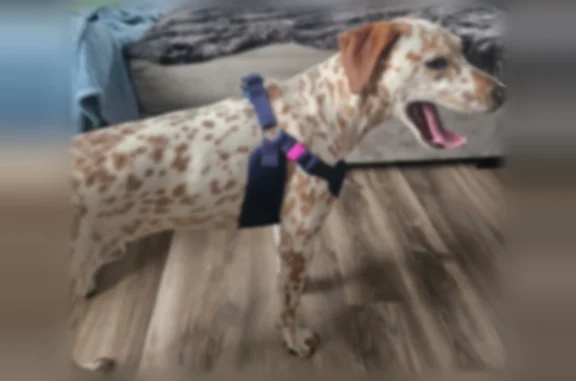 Found dog Spokane, photo: Found dog, West Wabash Avenue, 2320, Spokane - male puppy with leash and harness