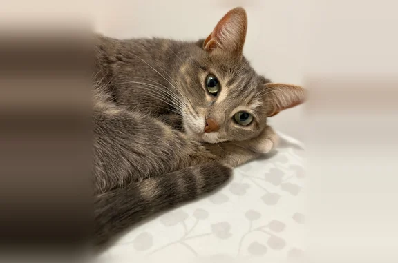 Animaux perdus Lyon, photo: Chat perdu, femelle, Sérignan-du-Comtat, Lyon - très fine, très peureuse