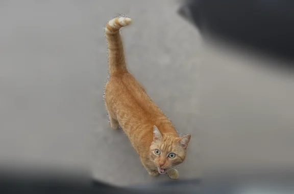 Animaux perdus Bouc-Bel-Air, photo: Chat perdu mâle, Place Jules Verne, Bouc-Bel-Air - petit chat roux clair aux yeux verts