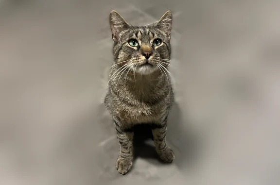 Chat trouvé Meylan, photo: Chat trouvé mâle, Avenue du Vercors, 31, Meylan - européen gris, très sociable