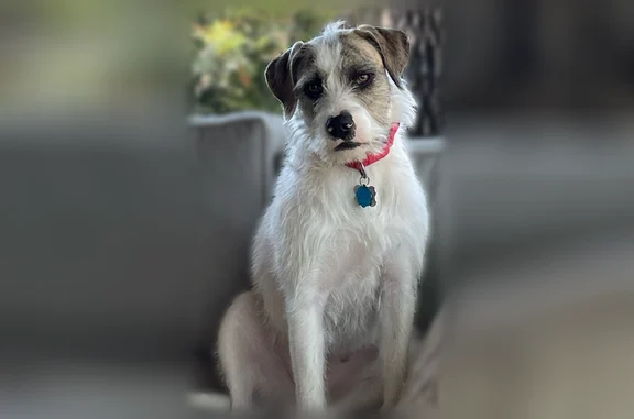 Lost dog, Bear Creek Parkway, 1500, Euless - female - photo