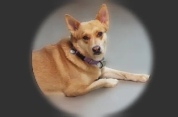 Lost dog, Avenida Del Petalo, Sahuarita, Phoenix — female, 37lbs, tan, lab mix - photo