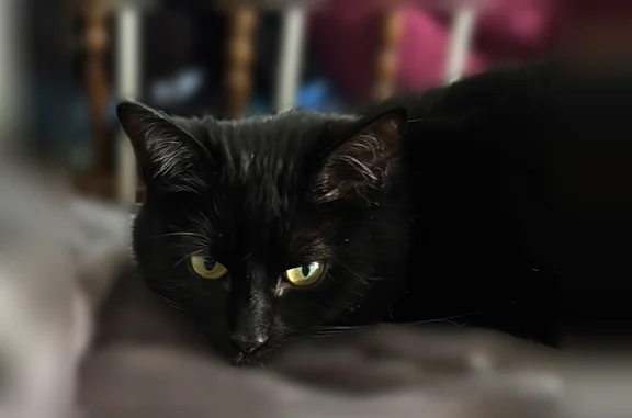 Perdu chat femelle, Gouffern en Auge, Normandie, Paris - noire avec collier rouge - photo