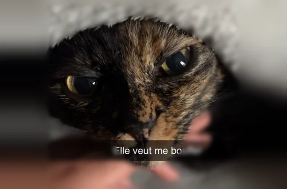 Animaux perdus Paris, photo: Perdu chat femelle, Rue Bertrand Maupomé, 1, Athis-Mons, Paris - écaille de tortue