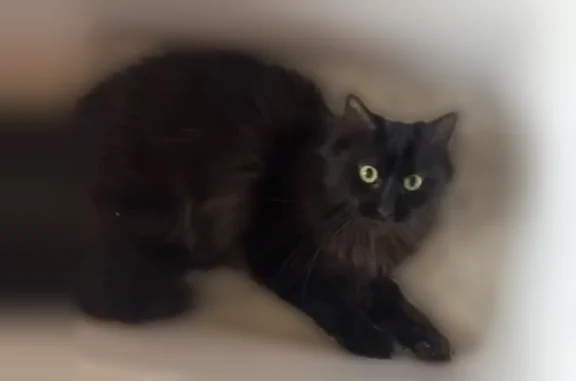 Animaux perdus Le Grand-Quevilly, photo: Chat perdu, mâle, Rue Arthur Rimbaud, 19, Le Grand-Quevilly - noir angora, yeux verts