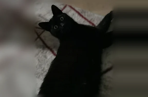 Animaux perdus Paris, photo: Chat perdu mâle, Rue Labbé, Choisy-le-Roi, Paris - noir et identifié