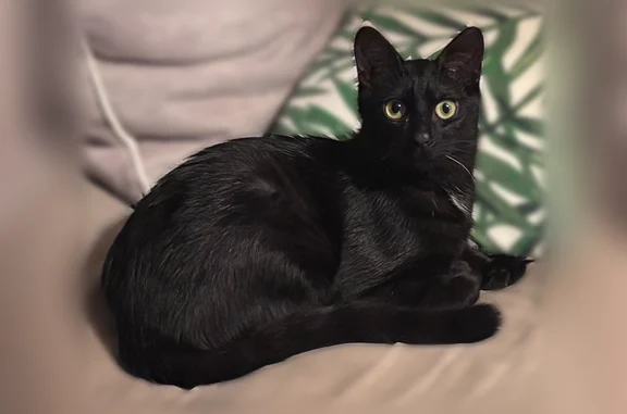 Chat perdu, Paris, photo: Chat perdu mâle, Allée des Chênes, 18, Feytiat, Paris - noir, peureux, petite tâche blanche sur le poitrail