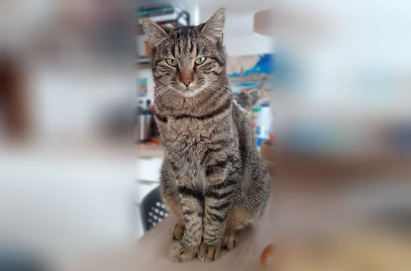 Animaux perdus Lherm, photo: Chat perdu mâle, Route de Bérat, 19, Lherm - tigré marron et pucé