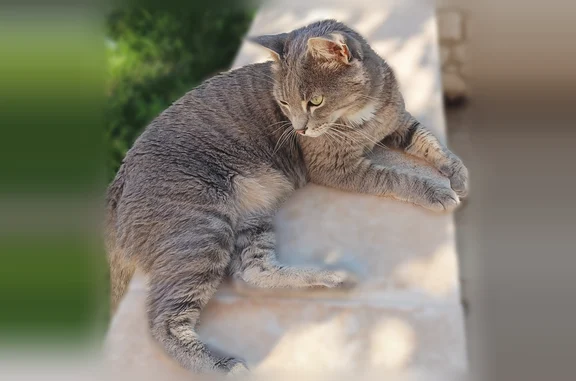 Chat perdu, Le Thor, photo: Perdu chat mâle, Chemin de Monclar, 929, Le Thor - craintif et câlin