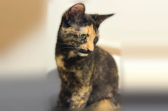 Animaux perdus Reims, photo: Chat perdu, Allée Lucien Ponsinet, 5D, Reims - femelle