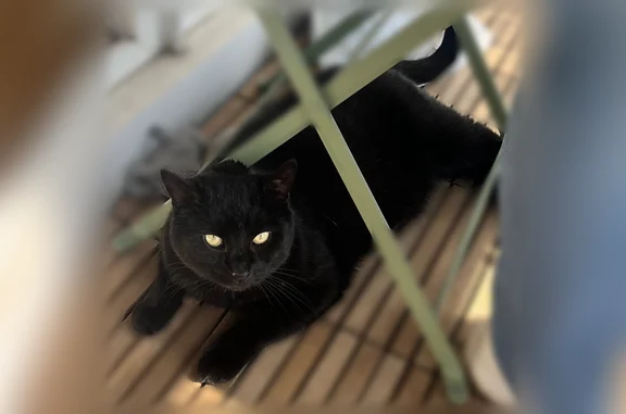 Animaux perdus Champigny-sur-Marne, photo: Chat perdu, Route de Quélern, 684, Camaret-sur-Mer, Champigny-sur-Marne - mâle tout noir avec grosse cicatrice au dos