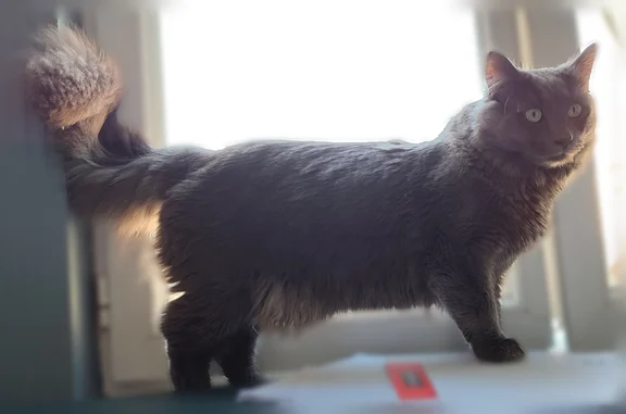 Animaux perdus Orchies, photo: Perdu chat mâle, Rue Languette, 20, Orchies - peureux