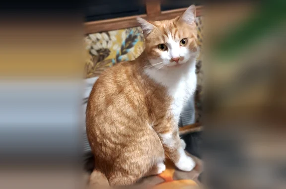 Chat disparu Garçon, Lalinde (fl594277) - photo