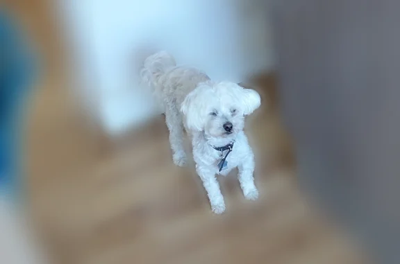 Animaux perdus Paris, photo: Perdu chien mâle, Marsillargues, Paris - bichon maltais blanc