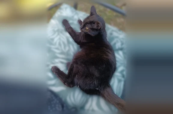 Animaux perdus Romans-sur-Isère, photo: Chat perdu mâle, Impasse André Chénier, 5, Romans-sur-Isère — noir, tatoué