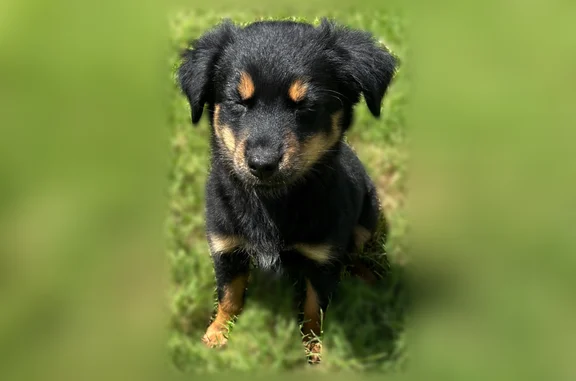 Lost pets Austin, photo: Lost dog, Dessau Road, 10201, Austin - female, 11 weeks old, red collar