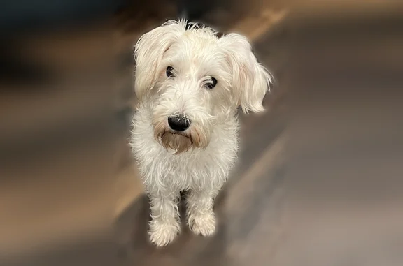 Lost dog, West Sedgley Avenue, Philadelphia - male - photo
