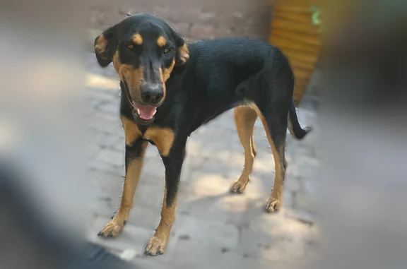 Lost dog, West 187th Street, 1221, Belton - female Doberman mix - photo
