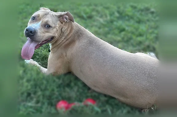 Lost dog, Patterson Drive, Roxboro, Greensboro - female, light brown with white markings - photo