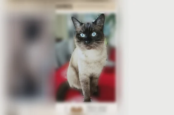 Animaux perdus Marseillan, photo: Chat perdu mâle, Rue Albert Sans, 11, Marseillan, Paris - siamois colourpoint