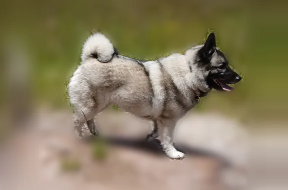 Lost dog, Longville, California, Longville - black and gray spitz type, teal collar - photo