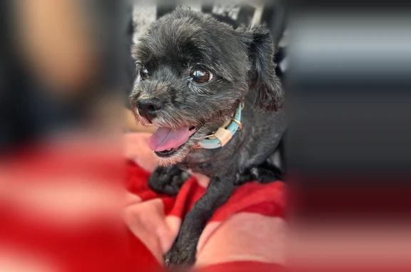 Found dog Akron, photo: Found dog, Chatterton Road, Ohio, Akron - female, black, small, teal collar