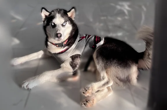 Lost dog, Stiller Drive, 6806, Missouri City - male husky - photo
