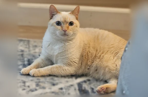 Lost and found pets Arvada, photo: Lost cat, Wadsworth Boulevard, 6600, Arvada - female, flame point siamese