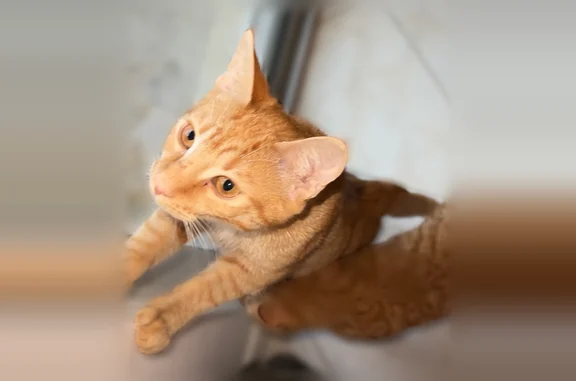 Lost cat, 56th Avenue Drive East, 4428, Bradenton - young orange female, spayed - photo