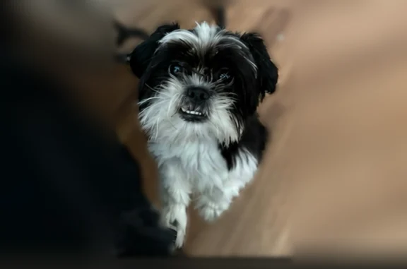 Lost and found pets Milwaukee, photo: Lost dog, South 3rd Street, 1577A, Milwaukee - female, black and white, small