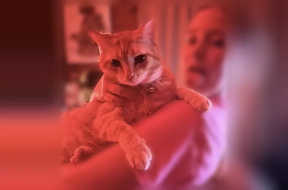 Lost cat, Winfield Court, Fort Wayne, Indianapolis - big chunky orange and white male cat - photo