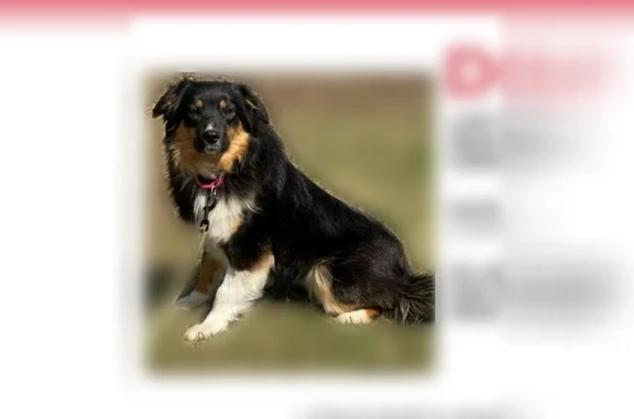Lost dog, Belle Street, 6740, Greenfield, Loretto - female, English shepherd/Aussie, shy - photo