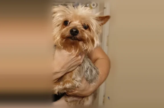 Lost dog, Chelsea Street, Los Angeles, Oceanside - male, small, 5 pounds - photo