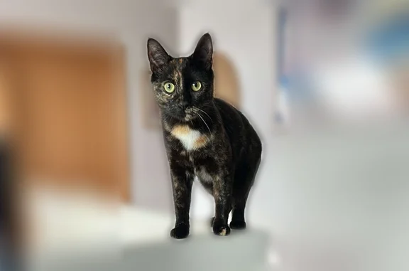 Animaux perdus Paris, photo: Chat perdu femelle, Rue de l'Égalité, Houilles, Paris - petite, tâche blanche et rousse au poitrail