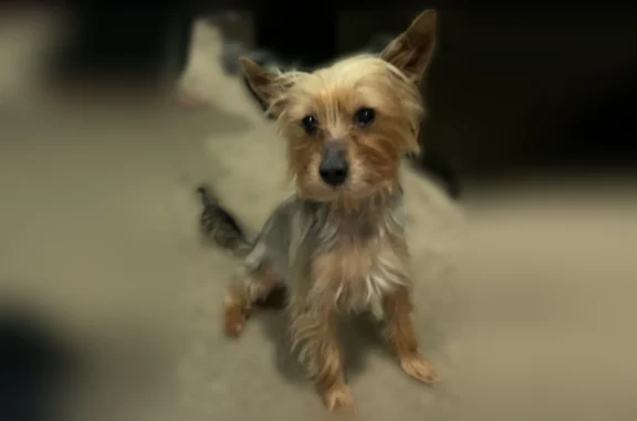 Lost and found pets Highland Heights, photo: Lost dog, Miner Road, 765, Highland Heights - male, very skittish, bad vision