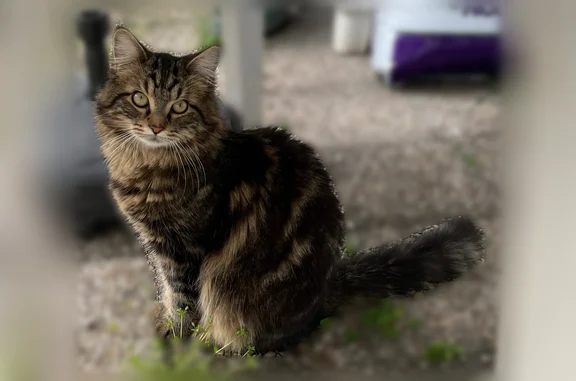Animaux perdus Argenteuil, photo: Perdu chat mâle, Avenue Jean Jaurès, 33, Argenteuil
